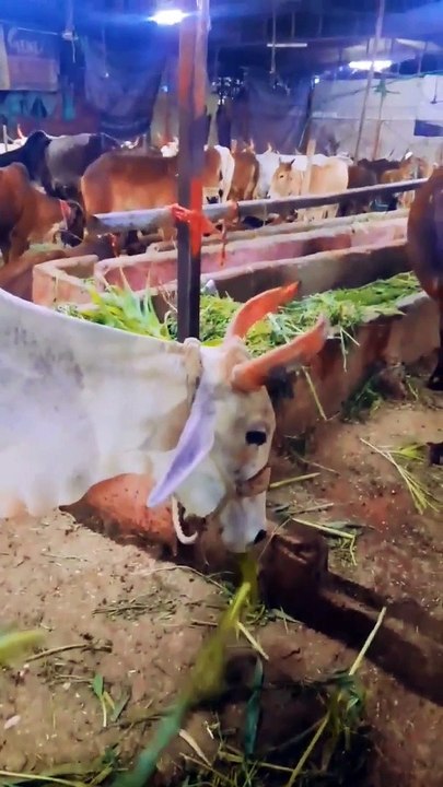 Cow Funny Videos | Cow Eating Grass Video #Short #cowlover #shorts