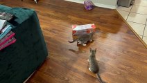 Two Kittens Play With Empty Cardboard Box