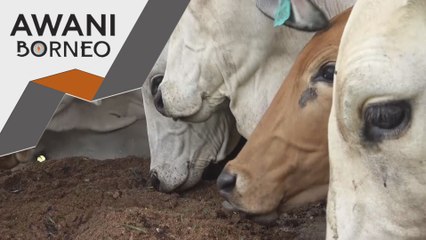 Dari sisa kulit pisang, jadi makanan haiwan ternakan