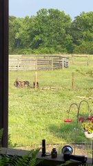 Goats Confirm They Are Doing Okay