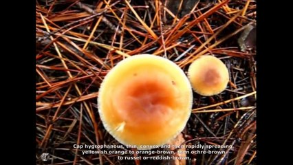 Collybia dryophila. Champimaginatis. English Text