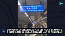 Un galgo se cuela en las vías del metro de Madrid e interrumpe la línea 5 durante más de dos horas