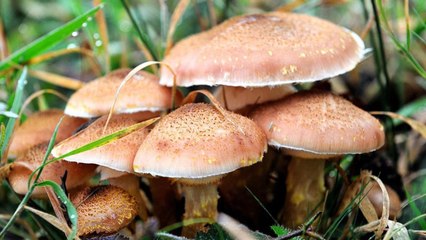 Mantar zehirlenmeleri artıyor; 16 saat sonra belirti veriyor