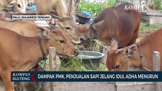 Dampak PMK, Penjualan Sapi Jelang Idul Adha Menurun