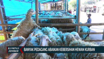 Descargar video: Petugas Peternakan Periksa Kesehatan dan Kebersihan Hewan Kurban