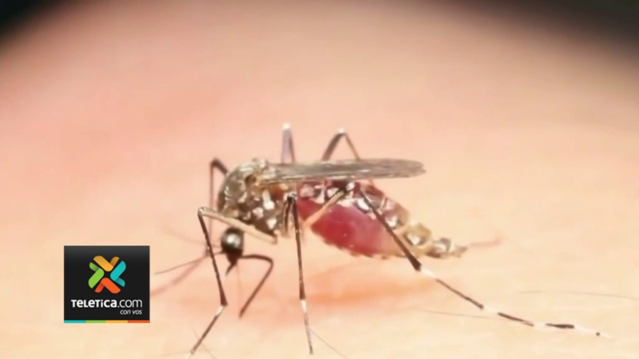 tn7-salud-reporta-tres-brotes-de-dengue-en-el-pais-210623