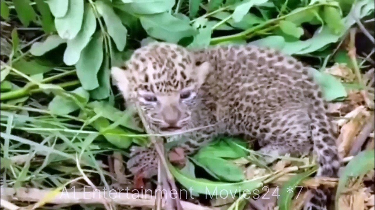 Jungle _Life @Leopard _Kidnaps_in_Hin.mkv