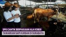SPG Cantik Berpakaian Ala Koboi Tawarkan Sapi Kurban di Surabaya
