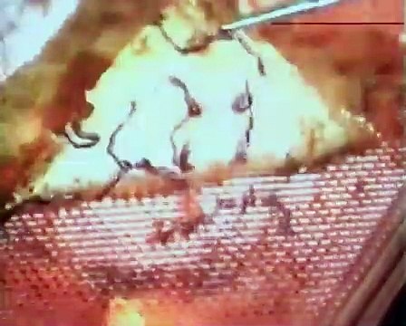 Project: Metalbeast Bande-annonce (EN)