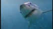 A violent shark attack disrupted the filming of a wildlife documentary
