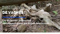 Des cadavres de vache et plusieurs crânes découverts dans les Alpes-Maritimes