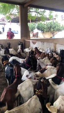 Qurbani 2023 | Eid ul Adha | Sarim Burney Trust | Qurbani ky Janwar #shorts