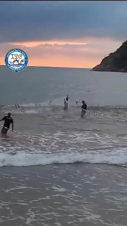 Pessoas vibram ao pescar milhares de tainhas em praia de Bombinhas