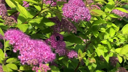 Montreynaud sera-t-il champion d'Europe de la rénovation ?