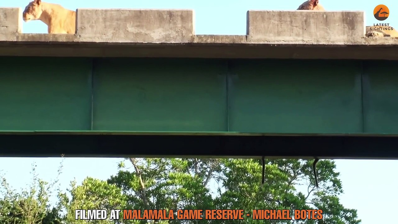 Baboons Hang on to Bridge for Dear Life to Avoid Lions