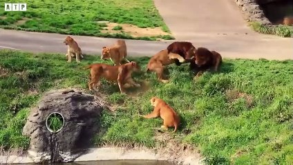 Injured Lion but Lucky  and  Saved By Man - Animal Fighting   ATP Earth