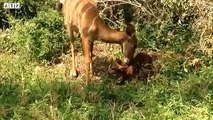 Unlucky! Last Moment of Baby before Death - Animal Funny Video   ATP Earth