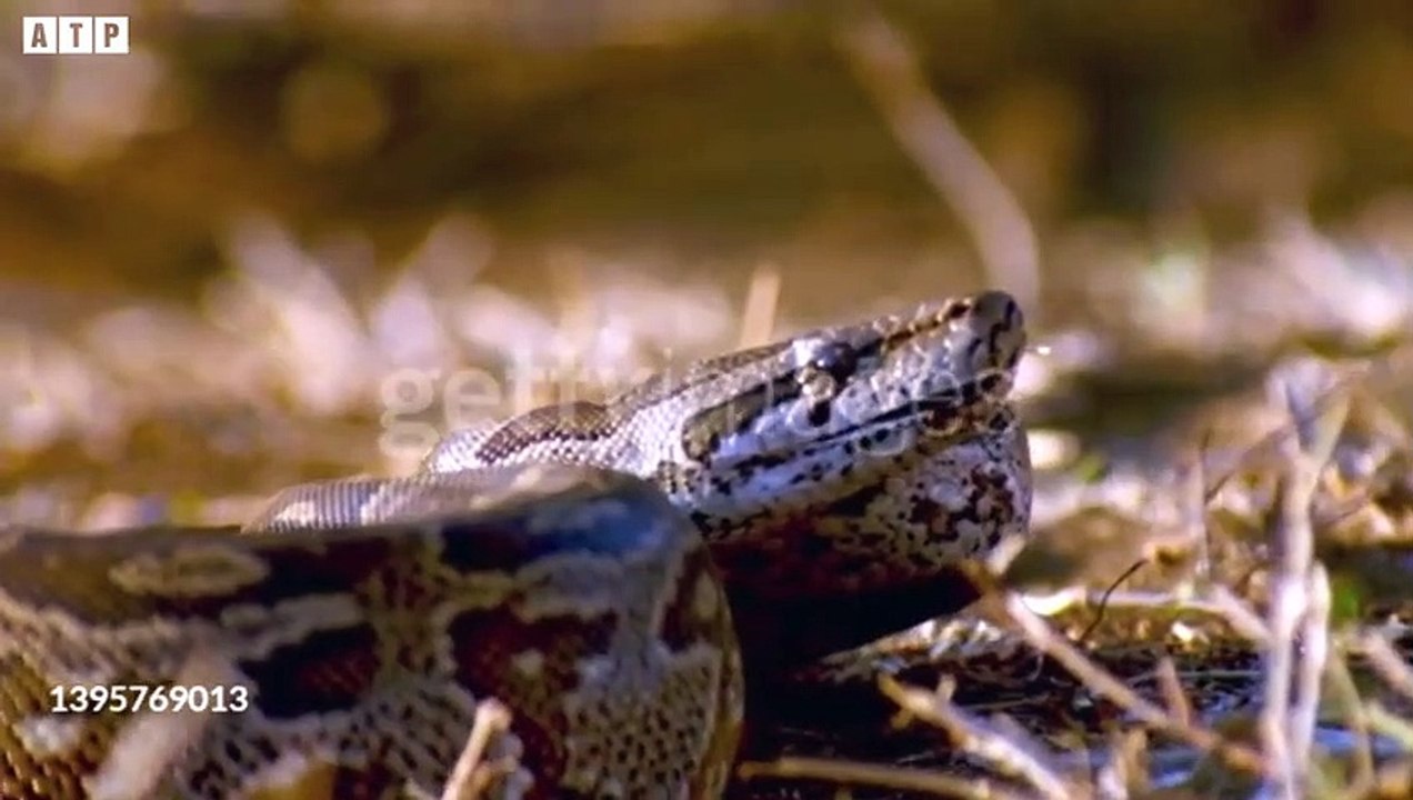 Snake Kill Lion With Powerful Venom   ATP Earth