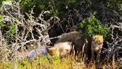 Here's Mother Cheetah Teach Their Cubs Hunting   ATP Earth