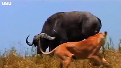 The King Banished From Pride - Last Moment of Lion King   ATP Earth