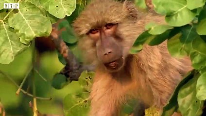 Leopard Kill Mother Baboon and Incredible Leopard and Baby Baboon Interaction   ATP Earth