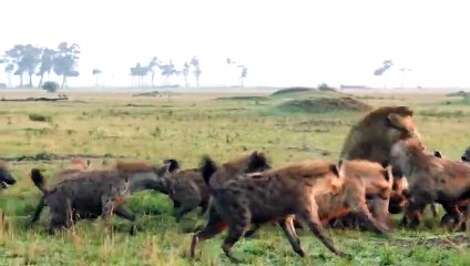 Injured after Battle, Here's How Lion Keep His Pride   ATP Earth