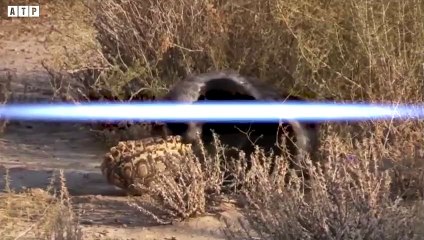 3 Hyena Trying Attack Honey Badger - Animal Fight   ATP Earth