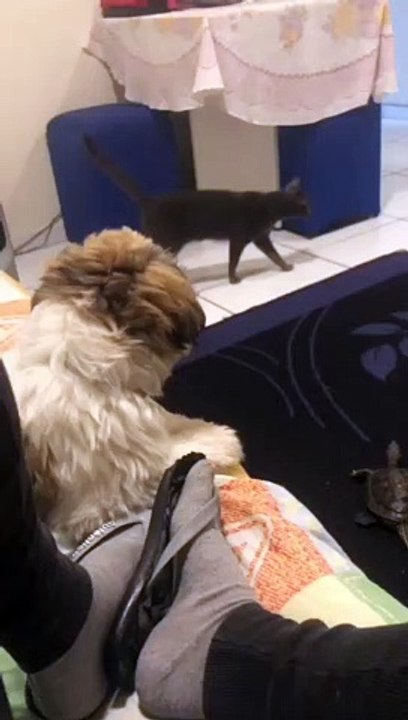 Turtle Excited For Father's Return