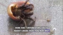 Crabs are fascinating creatures with several intriguing features.