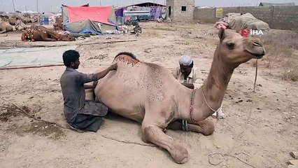 Chameaux décorés de motifs traditionnels au Pakistan