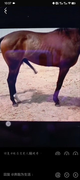 black horse