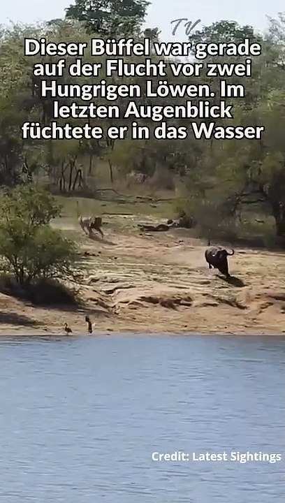 Löwen & Krokodil attackieren Büffel