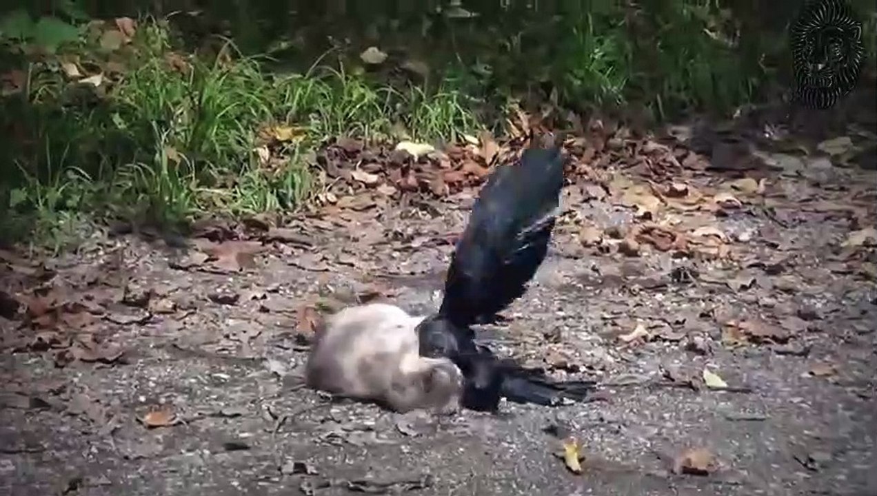 Die Tiere Haben Sich Mit Dem Falschen Gegner Angelegt!