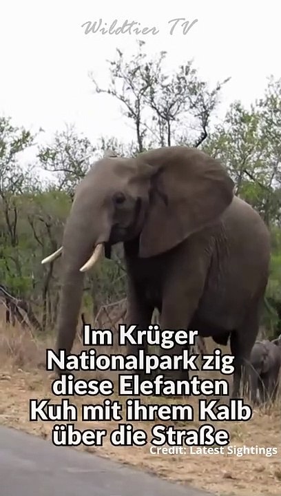 Elefant beschützt Kalb vor Touristen