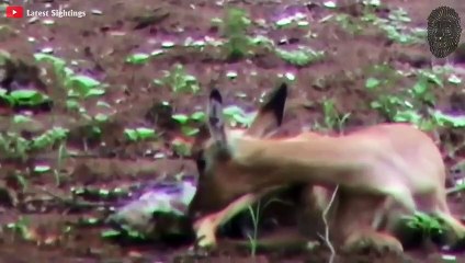 20 SCHOCKIERENDE TIERKÄMPFE - AUF KAMERA FESTGEHALTEN (2)