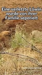 Hyänen kesseln Löwin ein