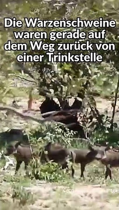 Riesen Adler attackiert Warzenschwein