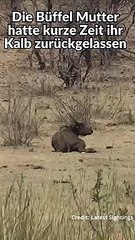 Elefant attackiert Büffel Kalb extrem