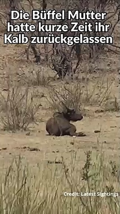 Elefant attackiert Büffel Kalb extrem