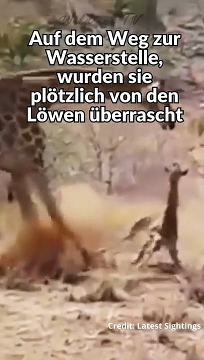 GIRAFFE VERSUCHT VERGEBLICH JUNGTIER ZU RETTEN #shorts
