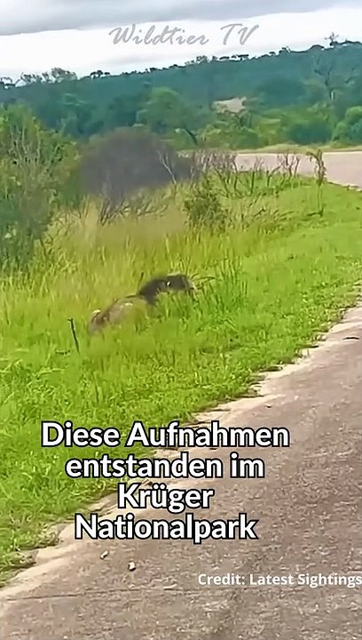 LÖWE FRISST LEBENDIG HYÄNE