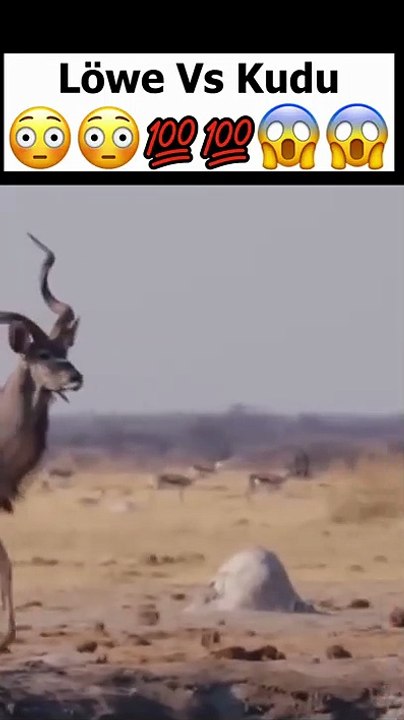 Löwin überrascht trinkenden Kudu, und attackiert ihn Brutal!