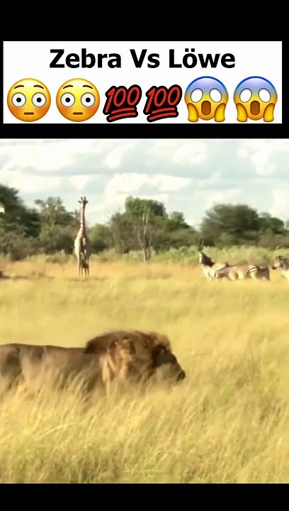 Zebra gebährt Junges, was dann passiert ist Unfassbar!