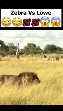 Zebra gebährt Junges, was dann passiert ist Unfassbar!