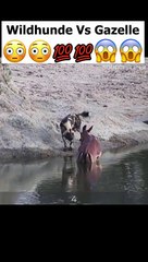 Wildhunde ziehen Gazelle aus dem Wasser!