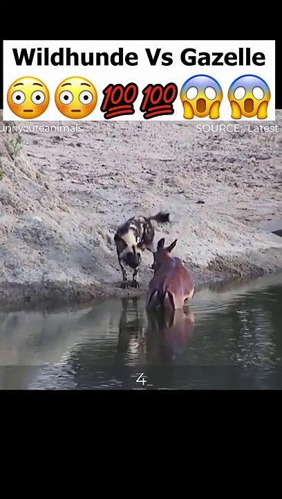Wildhunde ziehen Gazelle aus dem Wasser!