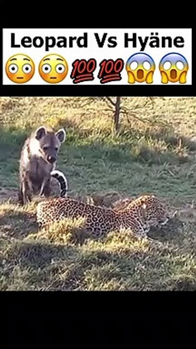 Hyäne attackiert veletzten Geparden, doch das sollte sie bereuen #shorts