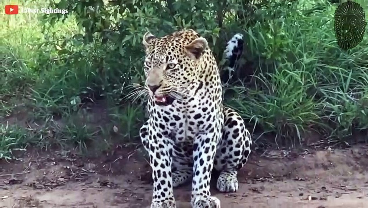 20 BRUTALE HYÄNEN ANGRIFFE  - AUF KAMERA FESTGEHALTEN