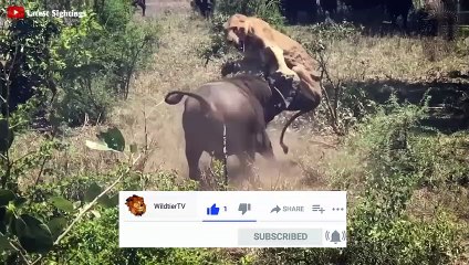 DIE SCHOCKIERENDSTEN TIERKÄMPFE  - AUF KAMERA FESTGEHALTEN