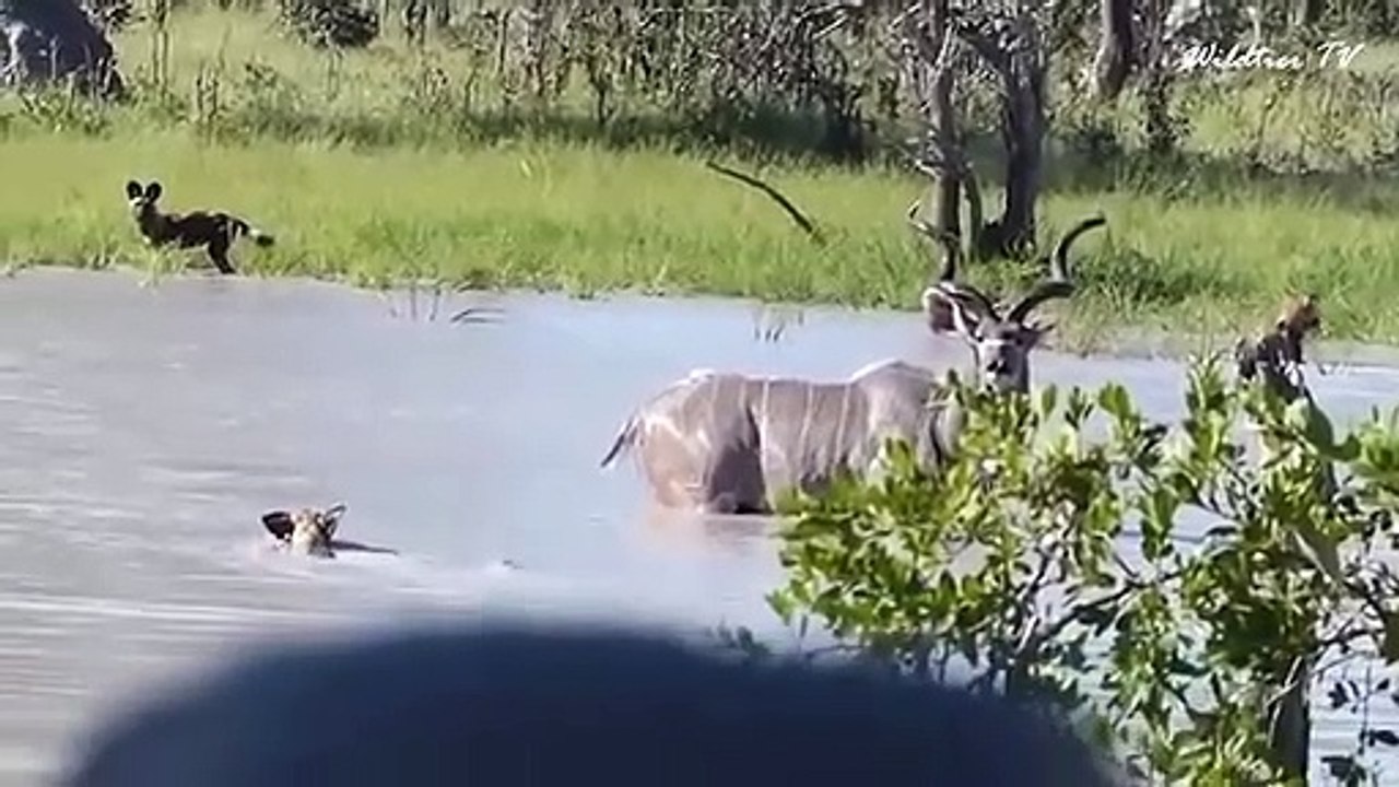 30 Tiere, die sich mit dem falschen Gegner angelegt haben